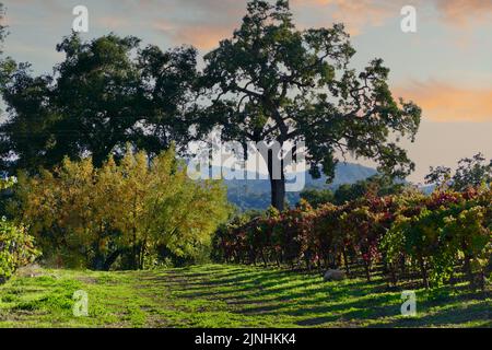 vista sui vigneti autunnali al tramonto Foto Stock