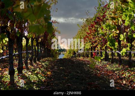 filari di vigneti al piano terra al tramonto Foto Stock