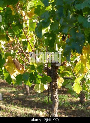 luce del sole sulle vigne della cantina Foto Stock