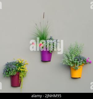 Piantatrici Bright Wall, vasi da fiori colorati, Green Fresh Pineapple Mint Fogliage, Pink Flowering Pelargonium Flowers, Red Geraniums, Salvia officinalis Foto Stock