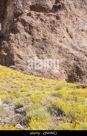 Ripide formazioni rocciose e fiori gialli sulle colline sottostanti nel Lost Dutchman state Park, Arizona, USA. Foto Stock