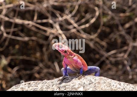 Una lucertola di agama maschio in piedi su una roccia con viti fuori fuoco sullo sfondo Foto Stock