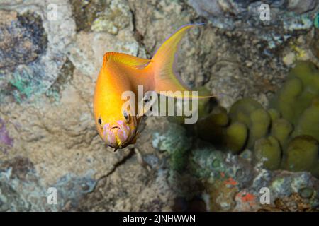 anthias di Thompson o anthias hawaiano, Pseudanthias thompsoni (endemico alle isole hawaiane), maschio (prigioniero), fotografato in acquario, Hawaii Foto Stock