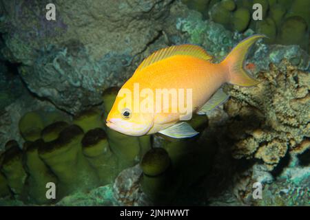 anthias di Thompson o anthias hawaiano, Pseudanthias thompsoni ((endemico alle isole hawaiane ), maschio (prigioniero), fotografato in acquario, Hawaii Foto Stock