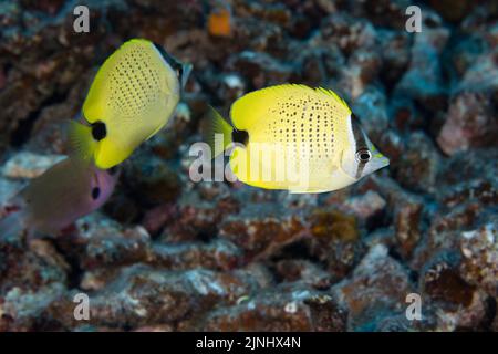 Pesce farfalla di semi di macinazione, Chaetodon miliaris (endemico) Kohanaiki, Kona, Hawaii (la Grande Isola), U.S.A. (Oceano Pacifico Centrale) Foto Stock