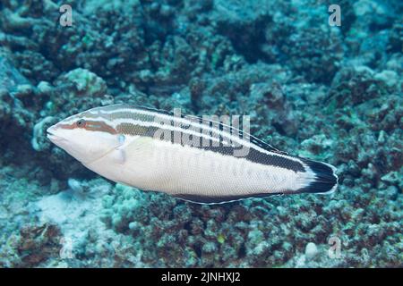 Blackstripe Coris, Yellowstripe Coris, o hilu, Coris flavovittata (specie endemica), femmina adulta, Pyramid Pinnacle, Kohanaiki, North Kona, Hawaii Foto Stock