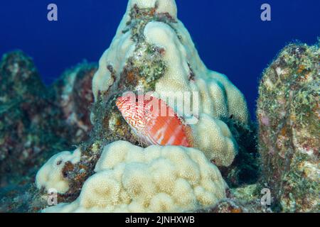 Pesce rosso o pilikoa, Cirrhitops fasciatus (specie endemica), Paradise Pinnacle, Kona del Sud, Hawaii Island ( The Big Island ), Hawaii, Stati Uniti Foto Stock