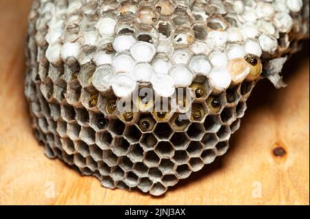 Primo piano di pettine con larve di vespe conosciute come Asian Giant Hornet o Japanese Giant Hornet su tavolo di legno in vista laterale. Foto Stock