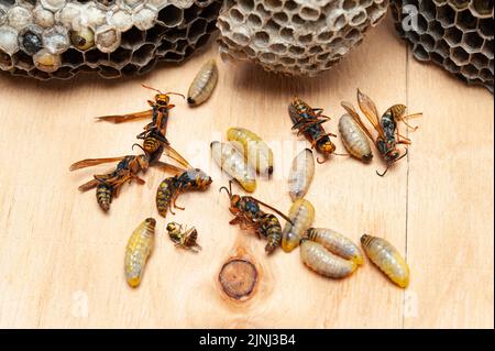 Larve morte una vespe conosciuta come Asian Giant Hornet o Japanese Giant Hornet con pettine su tavolo di legno. Foto Stock
