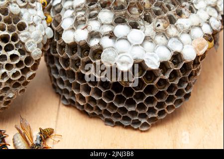 Primo piano di pettine con larve di vespe conosciute come Asian Giant Hornet o Japanese Giant Hornet su tavolo di legno in vista laterale. Foto Stock