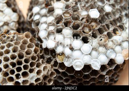 Primo piano di pettine con larve di vespe conosciute come Asian Giant Hornet o Japanese Giant Hornet su tavolo di legno in vista dall'alto. Foto Stock