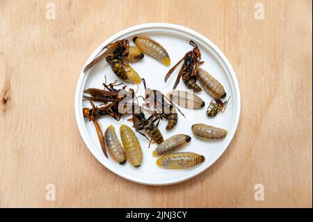 Larve e vespe morte conosciute come Asian Giant Hornet o Japanese Giant Hornet all'interno di un contenitore circolare bianco su un tavolo di legno nella vista dall'alto. Foto Stock