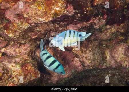 Pesce sergente hawaiano, pesce damselco verde, o pesce damselco hawaiano maggiore, Abudefduf abdominalis, specie endemiche, danza di cortigiana, Kona, Hawaii Foto Stock