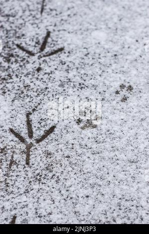 Un primo piano verticale di uccelli e cani traccia sulla neve Foto Stock
