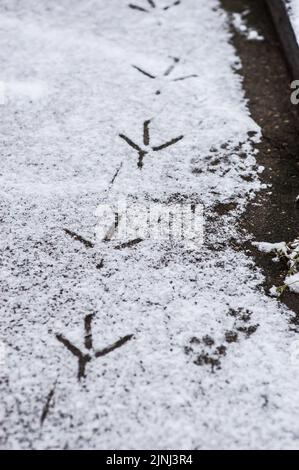 Un primo piano verticale di uccelli e cani traccia sulla neve Foto Stock