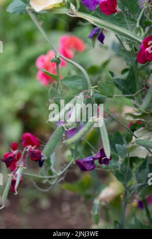 Lathyrus odoratus. Sweet Pea pod di semi in un orto in agosto. Regno Unito Foto Stock