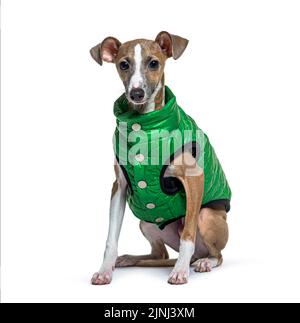Greyhound italiano, piccolo levriero italiano in italiano, vestito con un morbido e grande cappotto verde, isolato su bianco Foto Stock