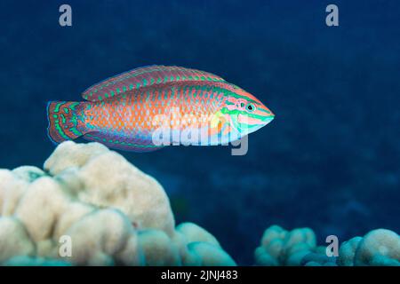 Wrasse ornato hawaiano endemico, wrasse ornato, o l'o, halichoeres ornatissimus (endemico delle isole hawaiane e Johnston Atoll), adulto, Hawaii Foto Stock