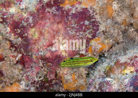 Wrasse ornato endemico giovanile o l'o, Halichoeres ornatissimus, Kohanaiki, Nord Kona, Hawaii ( la Grande Isola ), Stati Uniti ( Oceano Pacifico Centrale ) Foto Stock