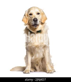 Golden Retriever di un anno che indossa una cravatta ad arco, isolato su bianco Foto Stock