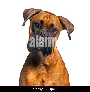 Ritratto di un cane Boxer, isolato su bianco Foto Stock