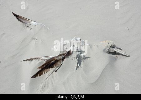 Gannet settentrionale morto, probabilmente vittima dell'influenza aviaria, lavato sulla spiaggia e parzialmente sepolto sotto la sabbia Foto Stock