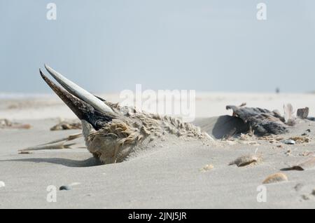 Gannet settentrionale morto, probabilmente vittima dell'influenza aviaria, lavato sulla spiaggia e parzialmente sepolto sotto la sabbia Foto Stock