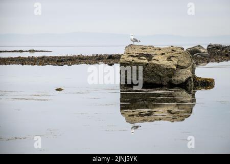 Un gabbiano di aringa in piedi su una roccia circondata da un mare specchio-calmo al largo della costa di Arran Foto Stock