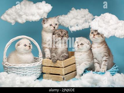 Sovraccarico di cuteness. Vari piccoli gattini scozzesi cute sedersi in una scatola di legno e cestino di vimini e guardare con interesse le nuvole intorno a loro. Cielo ba Foto Stock