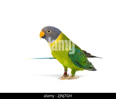 Paakeet femminile a testa di prugne, Psittacula cyanocephala, isolato su bianco Foto Stock