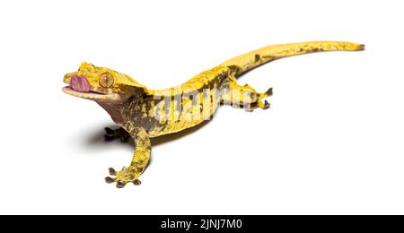 Crested gecko leccando il suo occhio per bagnarlo, Correlophus ciliatus Foto Stock