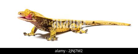 Crested gecko leccando il suo occhio per bagnarlo, Correlophus ciliatus Foto Stock