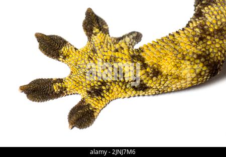 Gambe e piedi di un geco crestato, Correlophus ciliatus Foto Stock