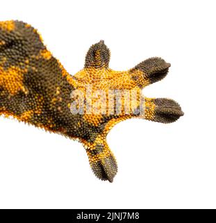 Gambe e piedi di un geco crestato, Correlophus ciliatus Foto Stock