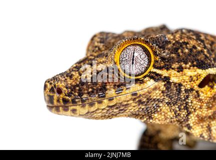 Primo piano su una testa di geco sconnessa in Nuova Caledonia, Rhacodactylus auriculatus Foto Stock