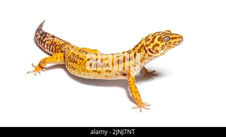 Vista laterale del geco leopardo, Eublepharis macularius, isolato su bianco Foto Stock