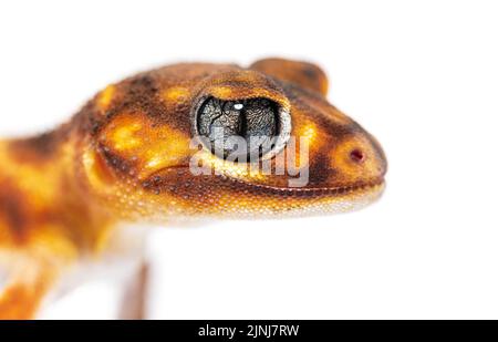 Colpo di testa, primo piano di una testa di geco a tre code con coda di manopola, Nefrurus levis pilbarensis, isolato su bianco Foto Stock