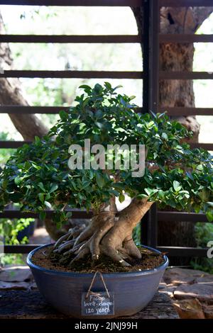 Ficus Burtt Dayvi Bonsai al Babylonstoren Garden a Simondium nella parte occidentale del Capo, in Sud Africa Foto Stock