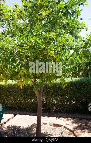 Yuzu Fruit Tree al Giardino di Babylonstoren a Simondium nella parte occidentale del Capo, Sud Africa Foto Stock