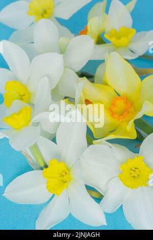 Naffodils bianchi e gialli su sfondo blu. Fiore con centro arancione. Fiori di primavera. Un semplice germoglio di daffodil. Bouquet Narcissus. Concetto floreale. Foto Stock