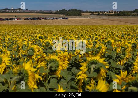 Dorset Sunflower Trail, Fattoria del Castello di Maiden. Con il permesso di Maiden Castle Farm. Foto Stock