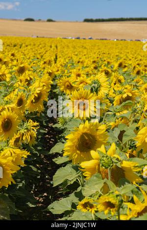 Dorset Sunflower Trail, Fattoria del Castello di Maiden. Con il permesso di Maiden Castle Farm. Foto Stock