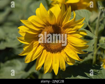 Dorset Sunflower Trail, Fattoria del Castello di Maiden. Con il permesso di Maiden Castle Farm. Foto Stock