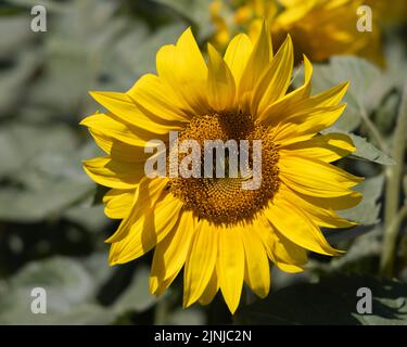 Dorset Sunflower Trail, Fattoria del Castello di Maiden. Con il permesso di Maiden Castle Farm. Foto Stock