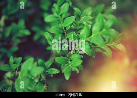 Primo piano di bruco di falena di alberi di scatola, cydalima perspectalis sulla macchia di Buxus sempervirens. Pest a righe luminose sul ramoscello di bosso. Più grande peste per Buxus s Foto Stock