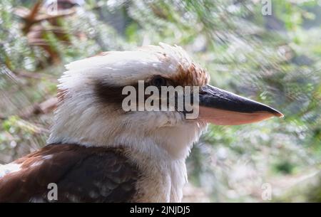 Ritratto di Laughing Kookaburra, fuoco selettivo sull'occhio Foto Stock