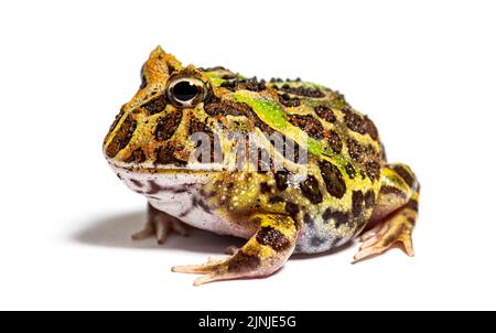 Vista laterale di una rana corna di Cranwell, Ceratophrys cranwelli, isolata su bianco Foto Stock