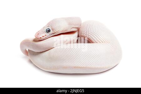 Blue Eyed Leucistic Python Regius, isolato su bianco Foto Stock