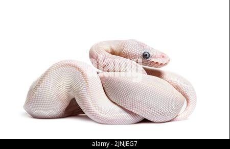 Blue Eyed Leucistic Python Regius, isolato su bianco Foto Stock