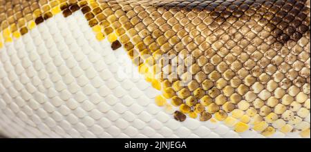 Scala primo piano di Piebald python regius Foto Stock